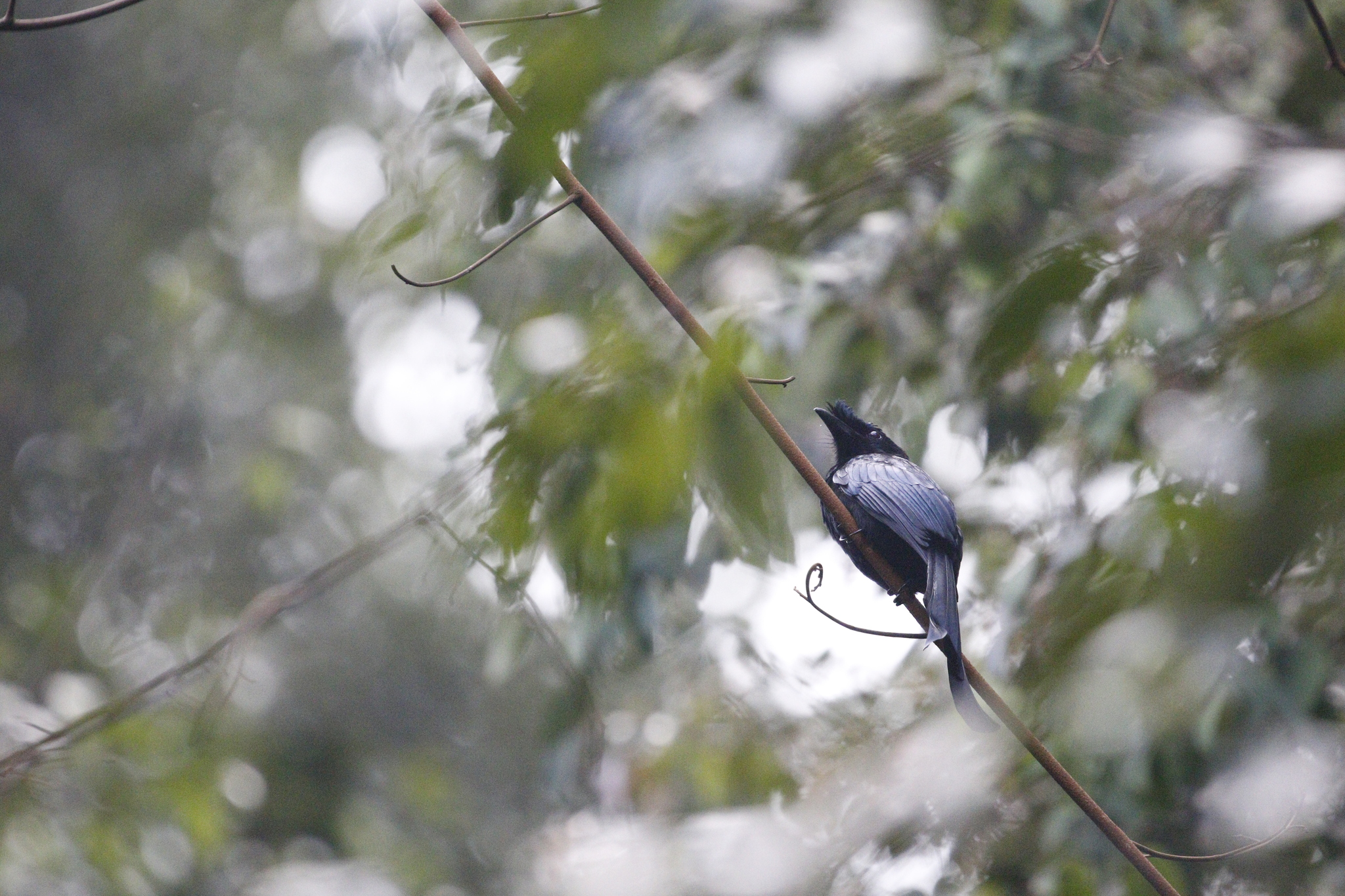 Sri Lanka Drongo (Dicrurus lophorinus), photo 1