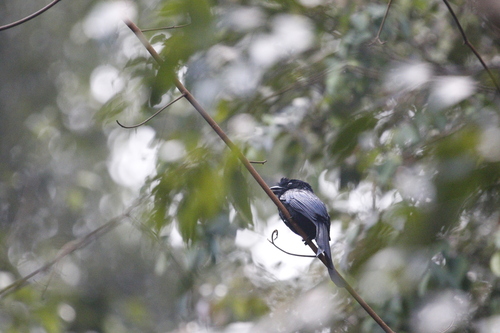 Sri Lanka Drongo (Dicrurus lophorinus), photo 2