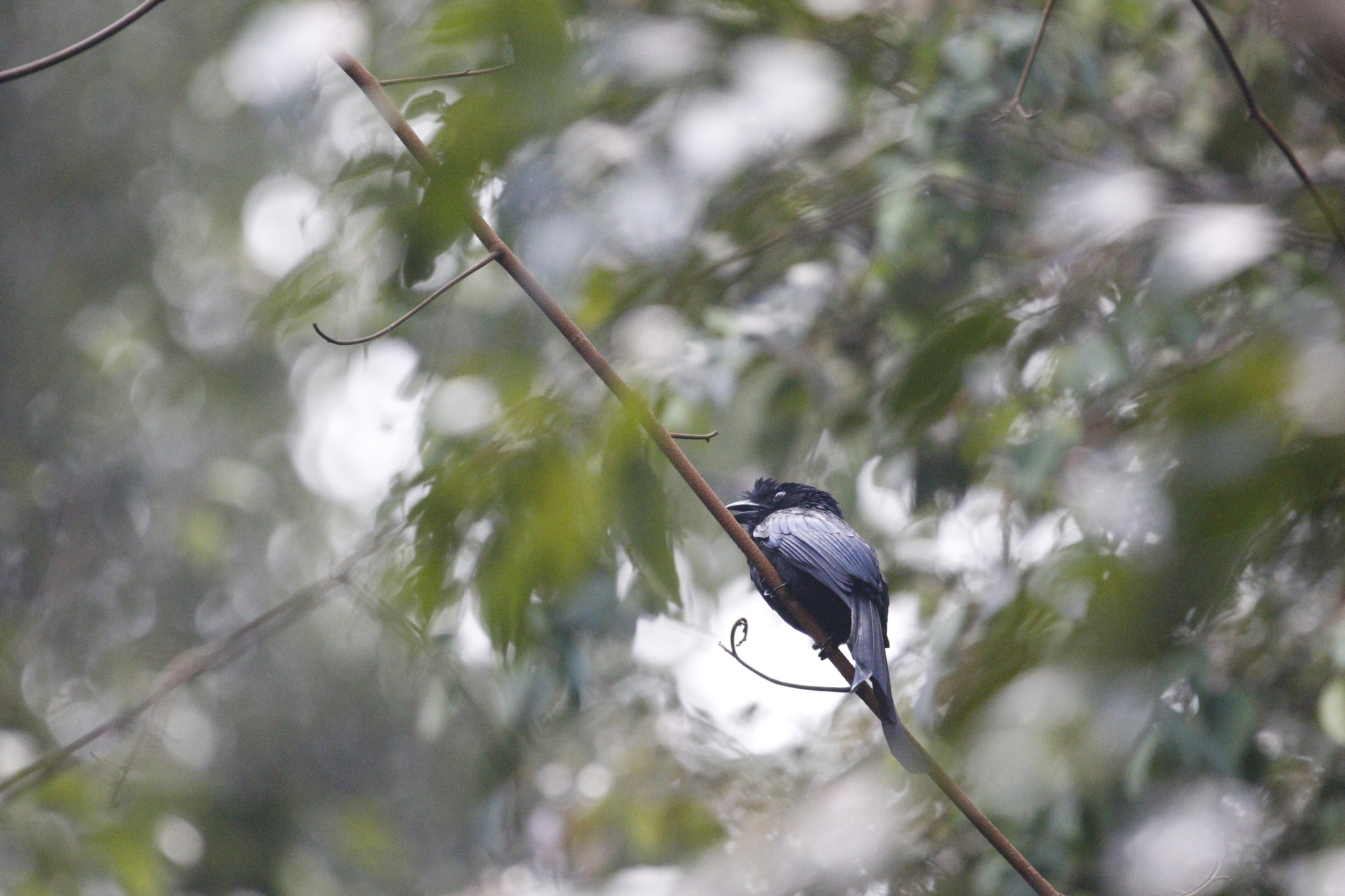 Sri Lanka Drongo (Dicrurus lophorinus), photo 2
