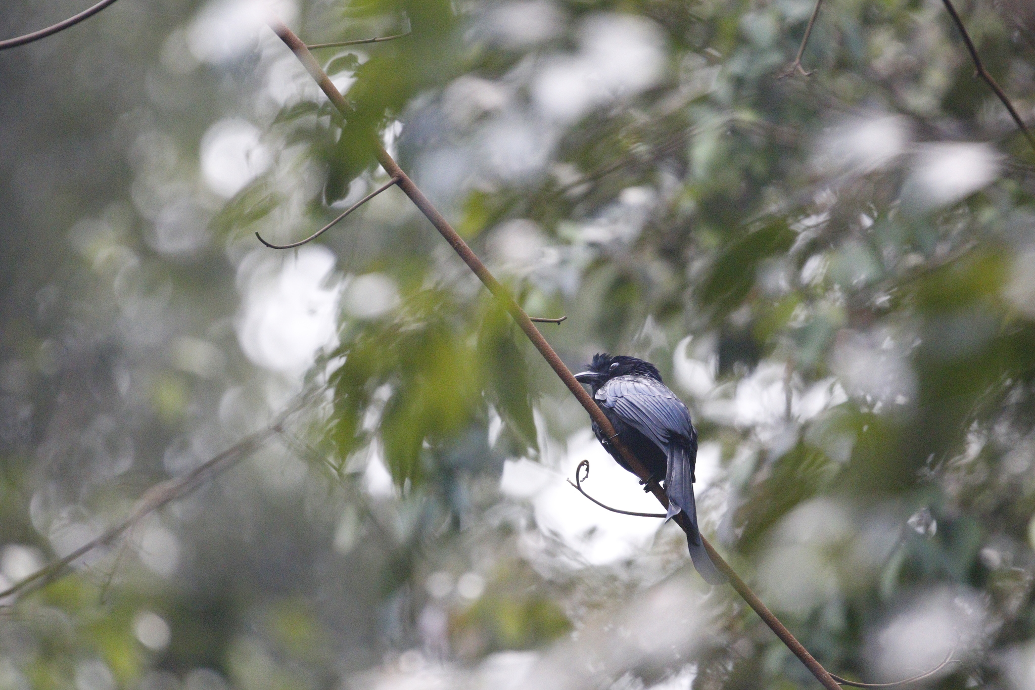 Sri Lanka Drongo (Dicrurus lophorinus), photo 9