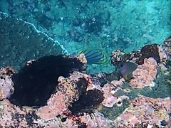 Chaetodon meyeri