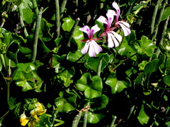 Pelargonium peltatum