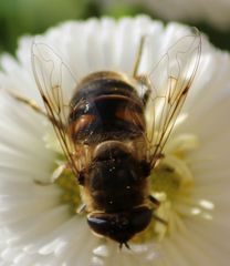 Eristalis tenax