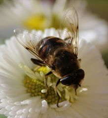 Eristalis tenax
