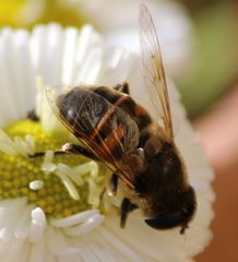 Eristalis tenax