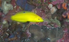 Halichoeres chrysus