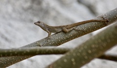 Anolis jubar oriens