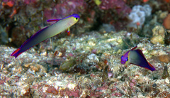 Nemateleotris decora