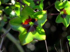 Pelargonium peltatum