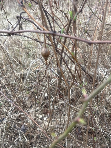 Unknown species found near Leesburg, VA, US