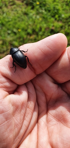 Smooth Carrion-beetle