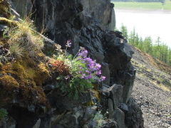 Oxytropis arctica taimyrensis