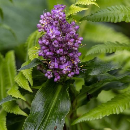 Climbing Flower Cup (Floscopa scandens)