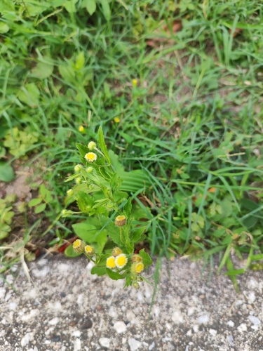 Erigeron laevigatus, 2026-03-07