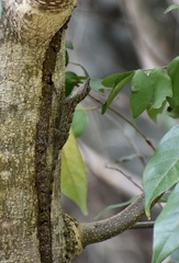 Anolis argenteolus
