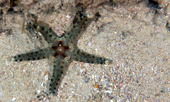 Neoferdina cumingi