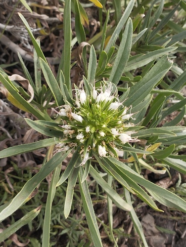 Echium brevirame