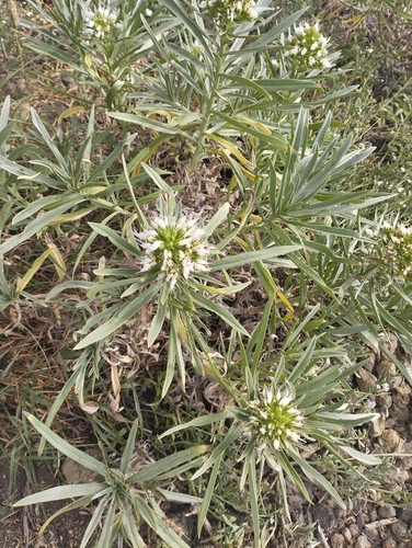 Echium brevirame, photograph 2