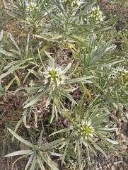Echium brevirame, photograph (c) Juan Rodríguez, some rights reserved (CC BY)