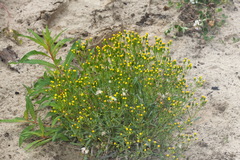 Senecio dubitabilis