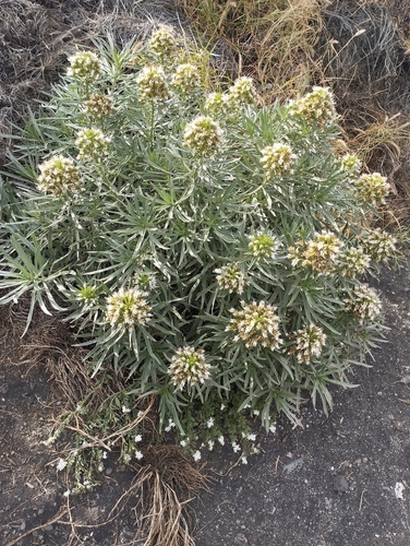 Echium brevirame, photograph 3
