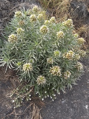 Echium brevirame, photograph (c) Juan Rodríguez, some rights reserved (CC BY)