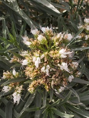 Echium brevirame, photograph (c) Juan Rodríguez, some rights reserved (CC BY)