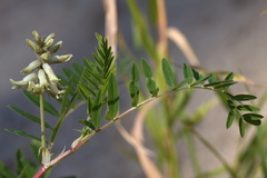 Astragalus uliginosus