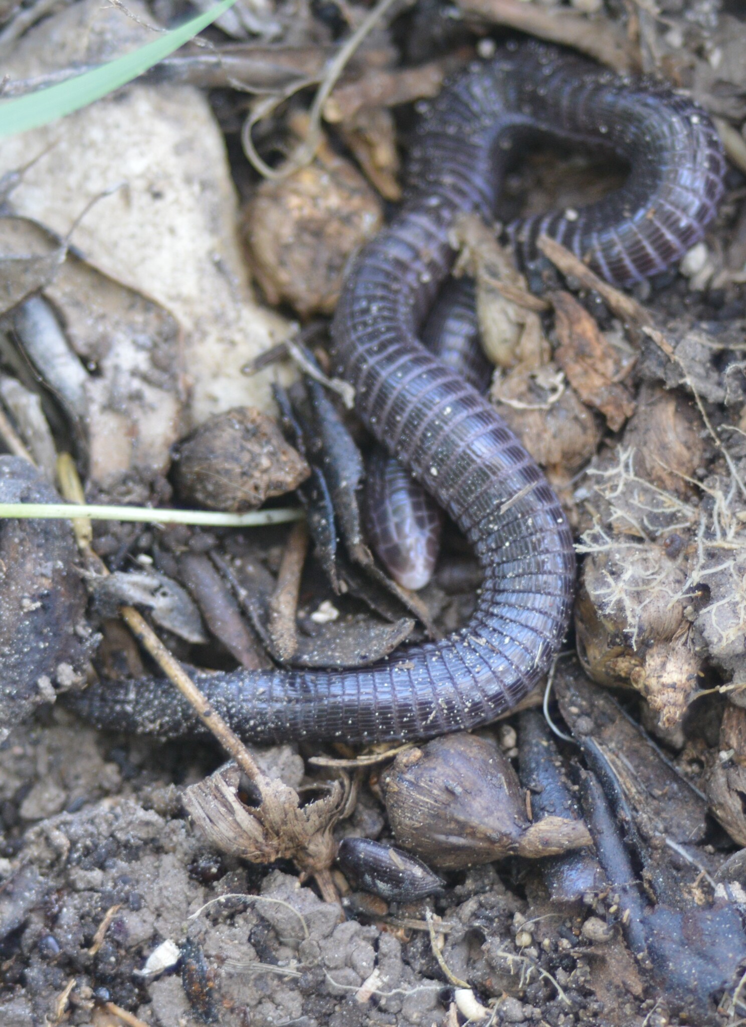 Levant Worm Lizard photo 4