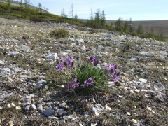Oxytropis arctica taimyrensis