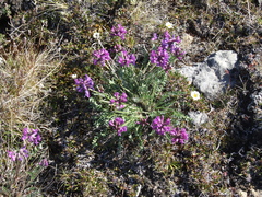 Oxytropis arctica taimyrensis