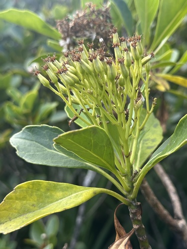 Dendrocacalia crepidifolia iNat (2)