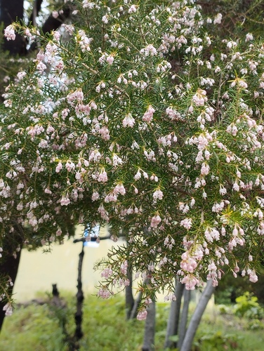 Erica canariensis (Erica canariensis)