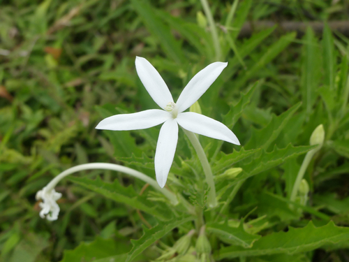 Star of Bethlehem