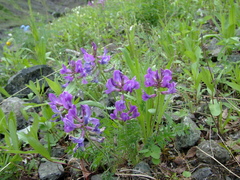 Oxytropis arctica taimyrensis