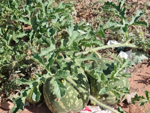 Fodder Melon