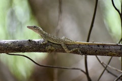 Anolis argenteolus