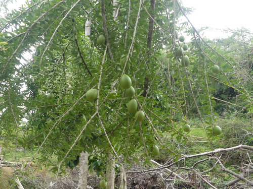 Calabash Tree