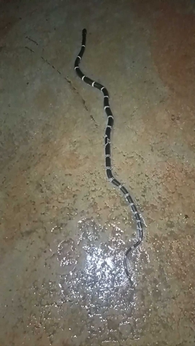 Yunnan Wolf Snake