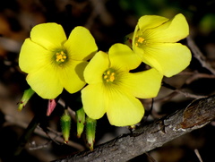 Oxalis pes-caprae pes-caprae