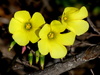 Common Goatfoot Sorrel - Photo (c) Gawie Malan, some rights reserved (CC BY-NC), uploaded by Gawie Malan