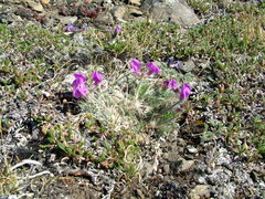 Oxytropis arctica taimyrensis
