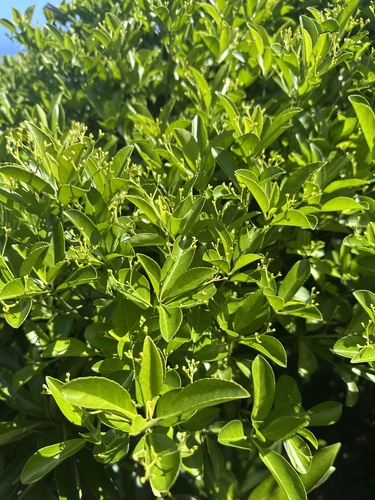 Euonymus boninensis iNat (3)