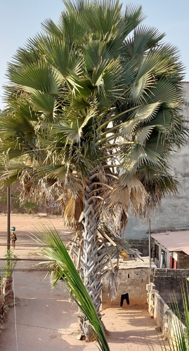 Borassus akeassii