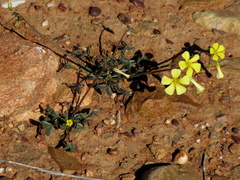 Oxalis pes-caprae pes-caprae