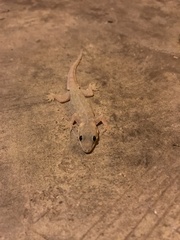 Hemidactylus platyurus