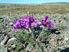 Oxytropis arctica taimyrensis