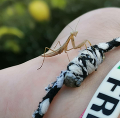 Mantis religiosa