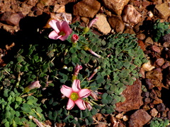 Oxalis convexula