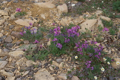 Oxytropis arctica taimyrensis